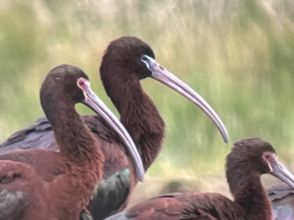 ibis hnědý - ML619549730