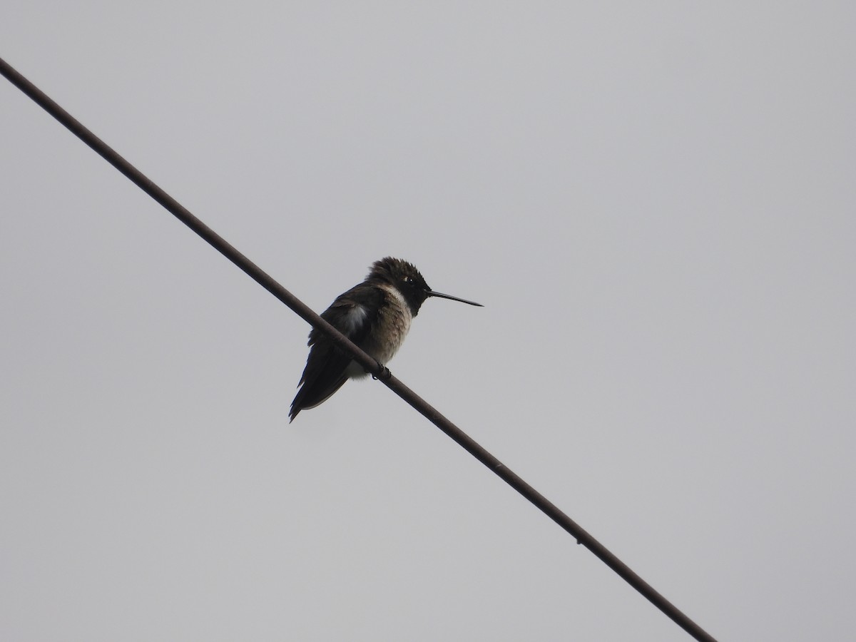 Black-chinned Hummingbird - ML619549758