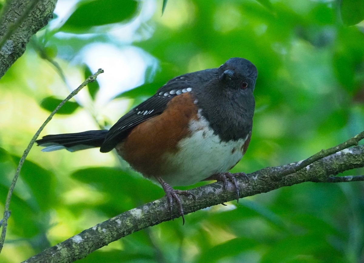 Spotted Towhee - ML619549765
