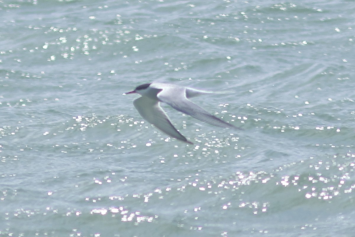 Common Tern - ML619549768