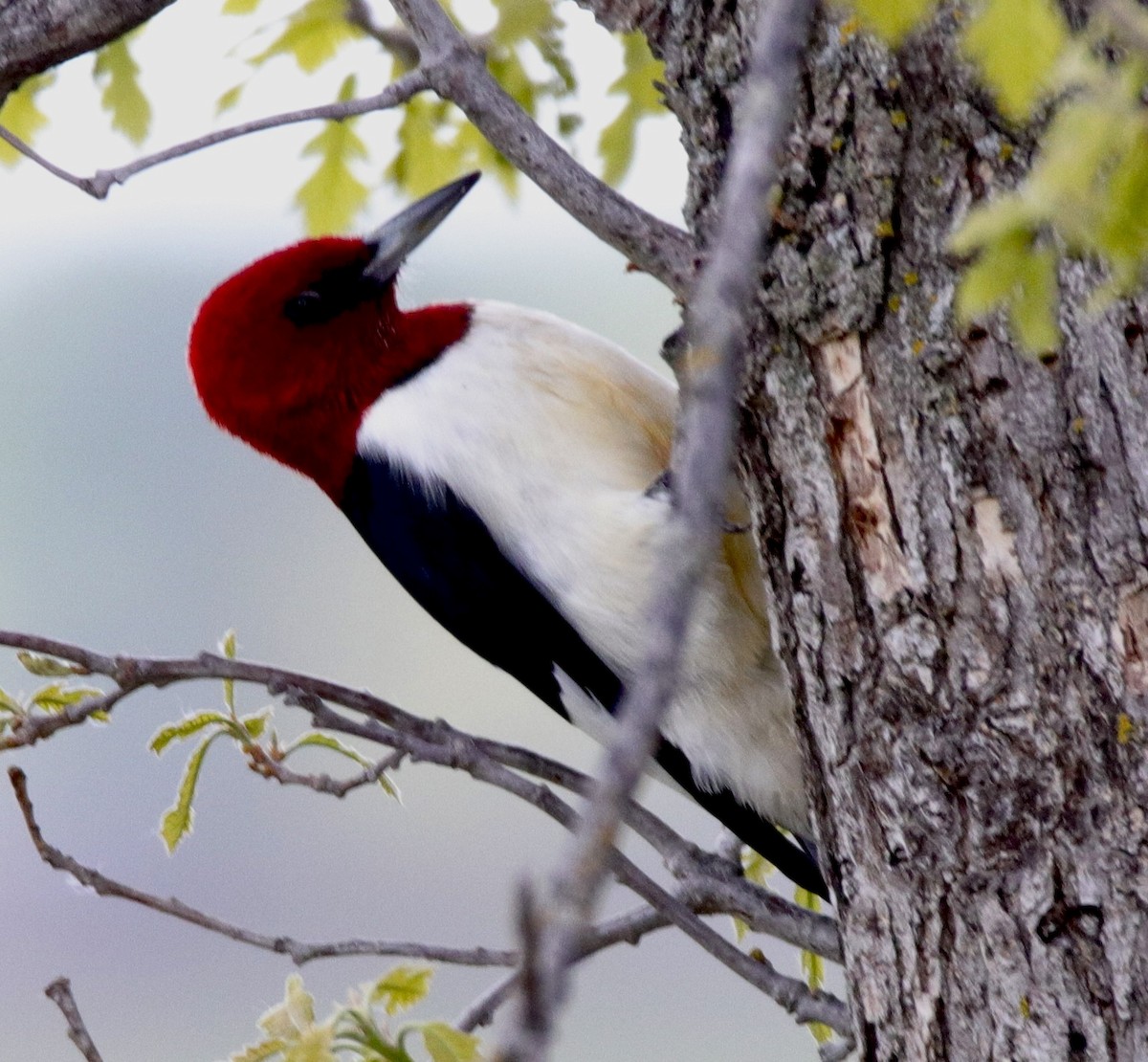 Red-headed Woodpecker - ML619549774
