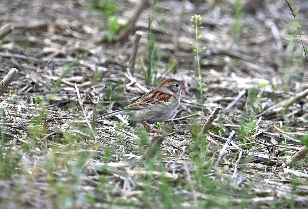 Field Sparrow - ML619549802