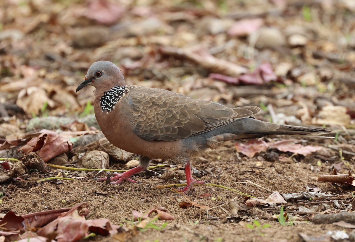 Spotted Dove - ML619549805