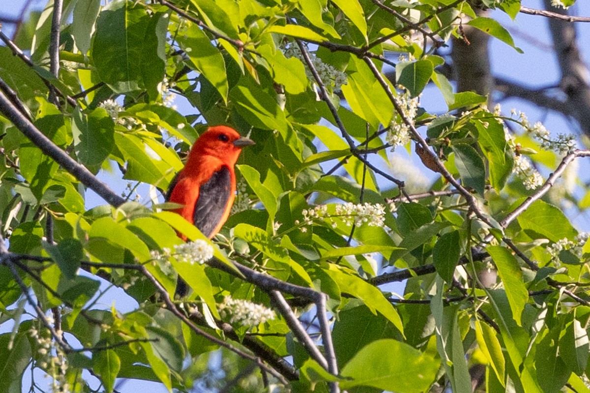 Scarlet Tanager - ML619549814