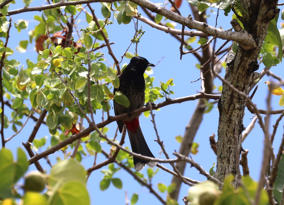 Red-vented Bulbul - ML619549838