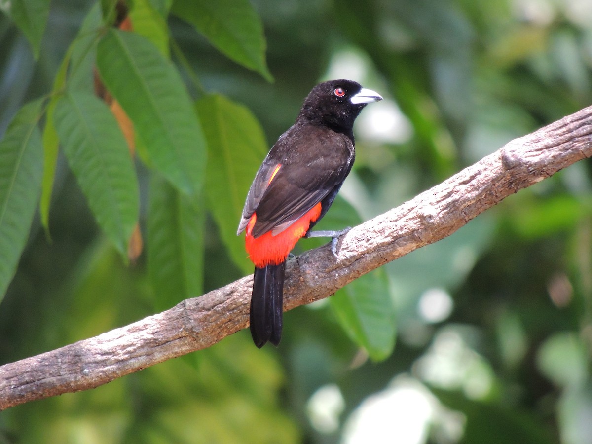 Scarlet-rumped Tanager - ML619549839