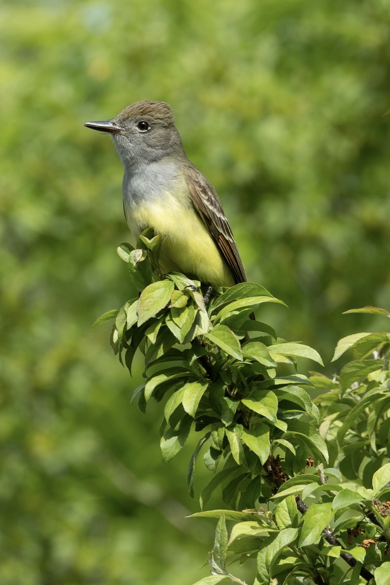 Great Crested Flycatcher - ML619549854