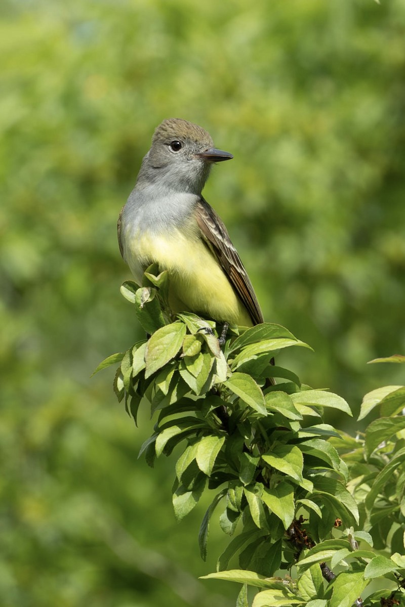 Great Crested Flycatcher - ML619549855