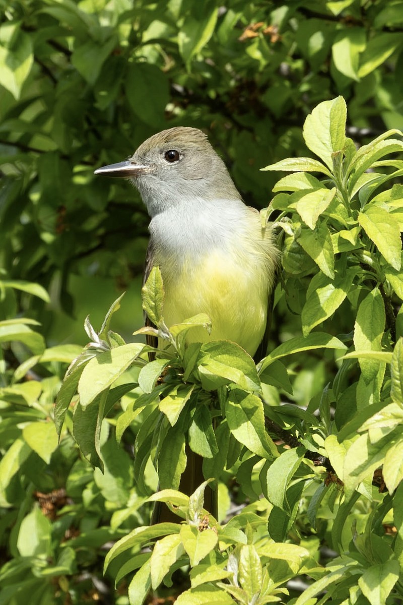 Great Crested Flycatcher - ML619549856