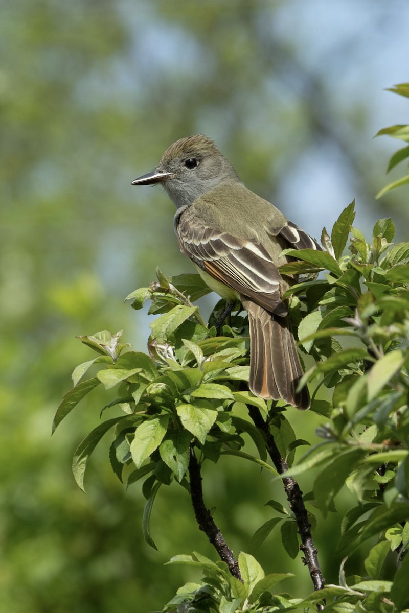 Great Crested Flycatcher - ML619549857