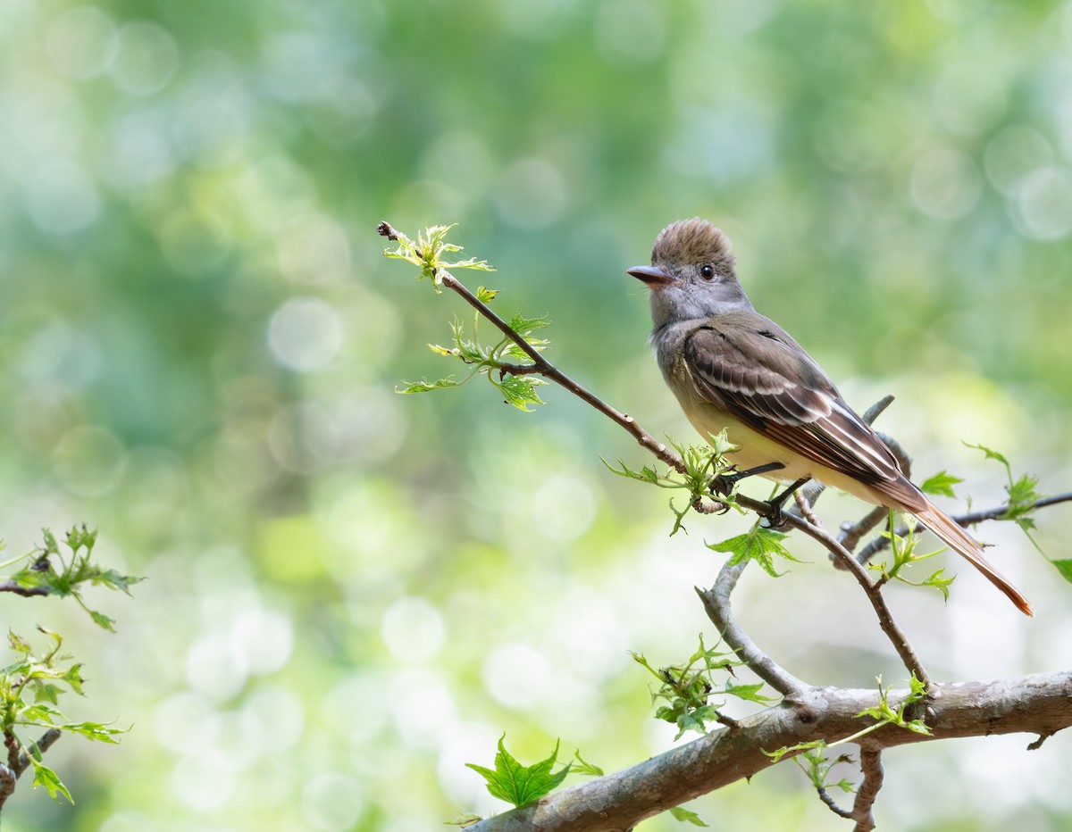 Great Crested Flycatcher - ML619549883