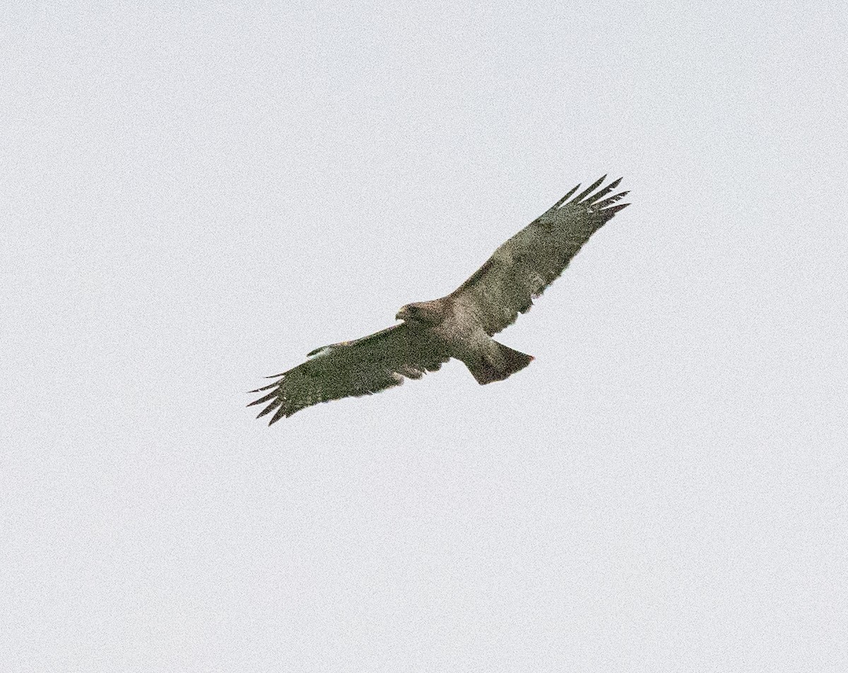 Red-tailed Hawk - ML619549884