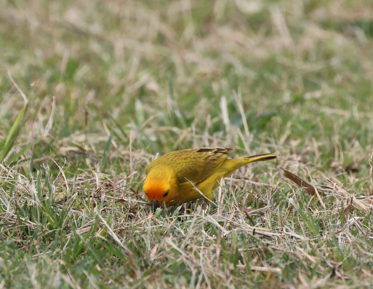 Yellow-fronted Canary - ML619549885