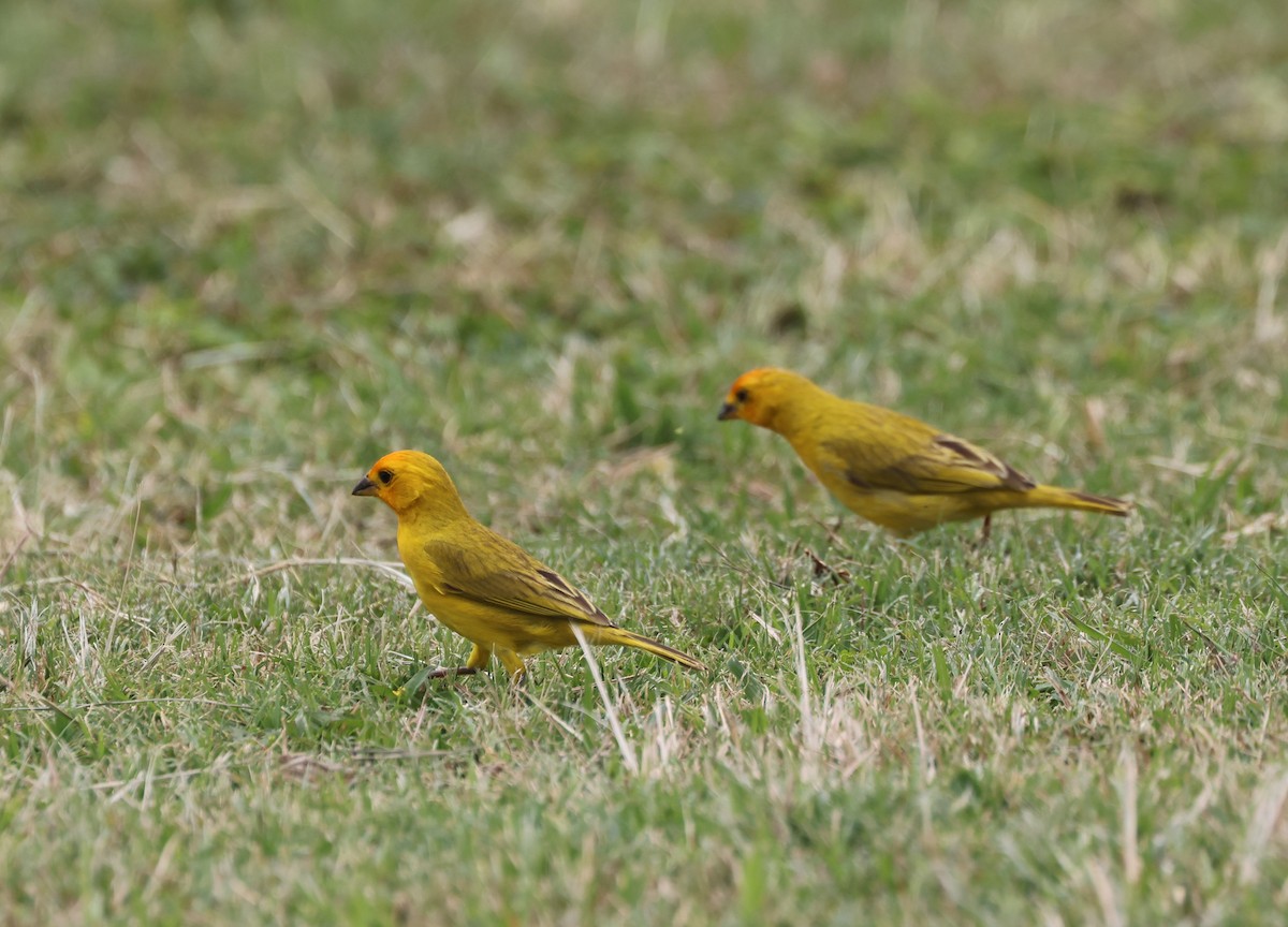 Yellow-fronted Canary - ML619549886