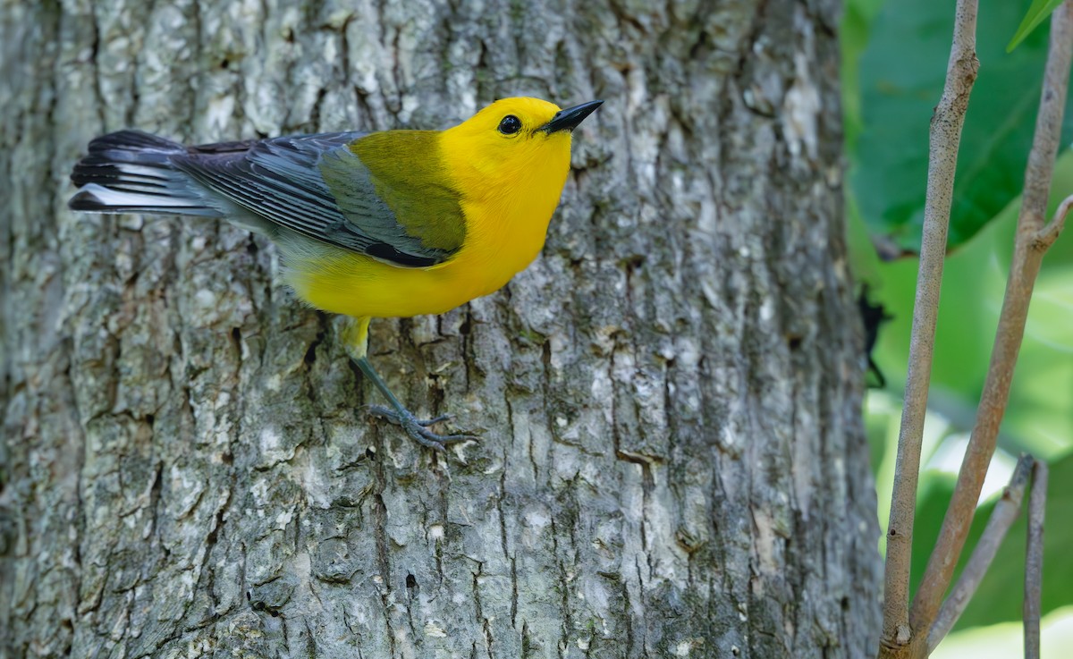 Prothonotary Warbler - ML619549887