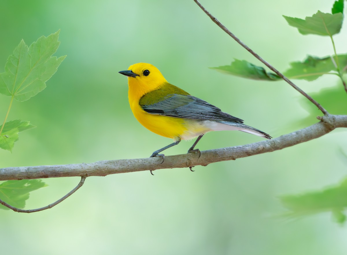 Prothonotary Warbler - ML619549888