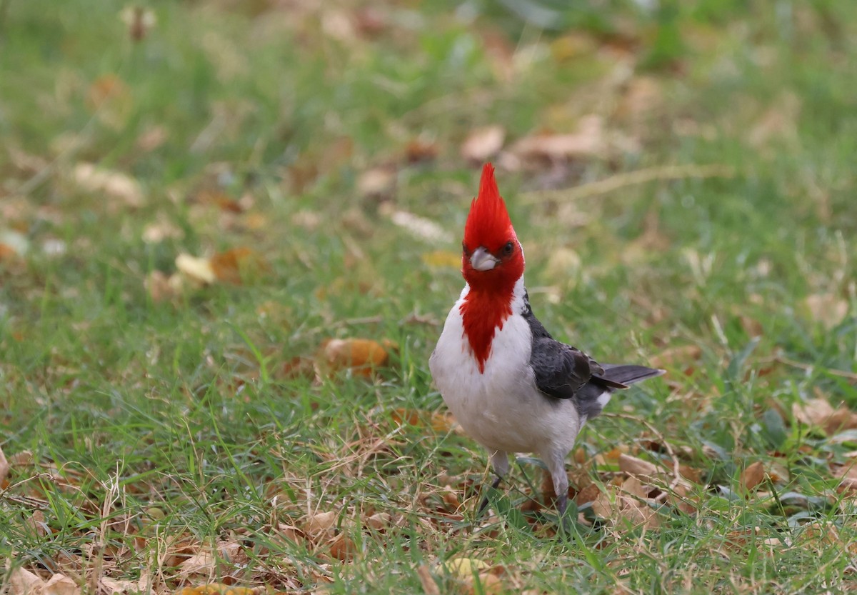 Red-crested Cardinal - ML619549895