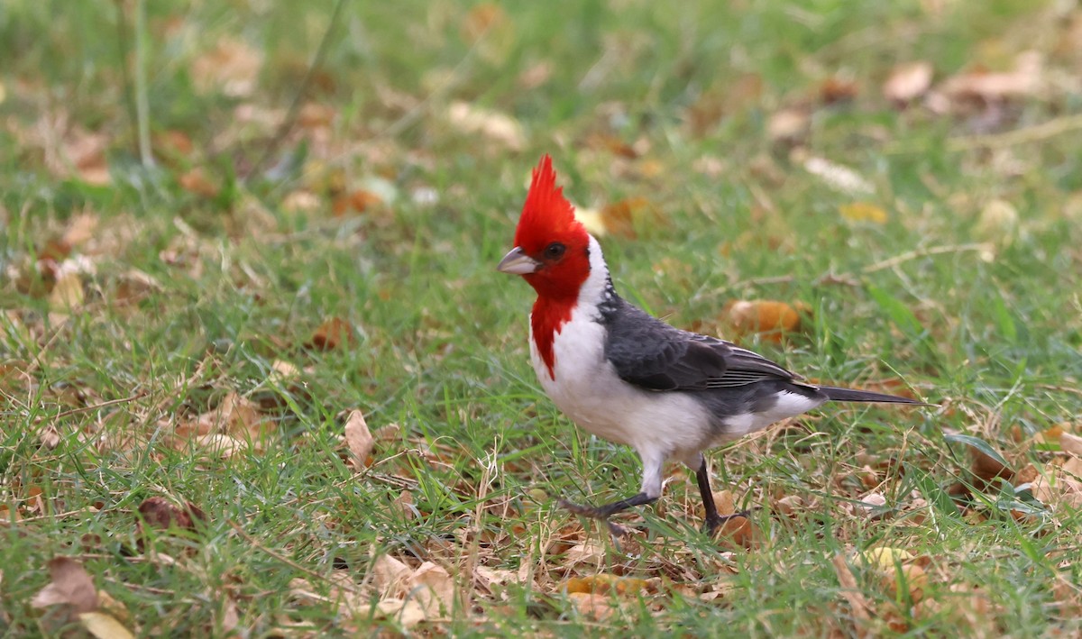 Red-crested Cardinal - ML619549896