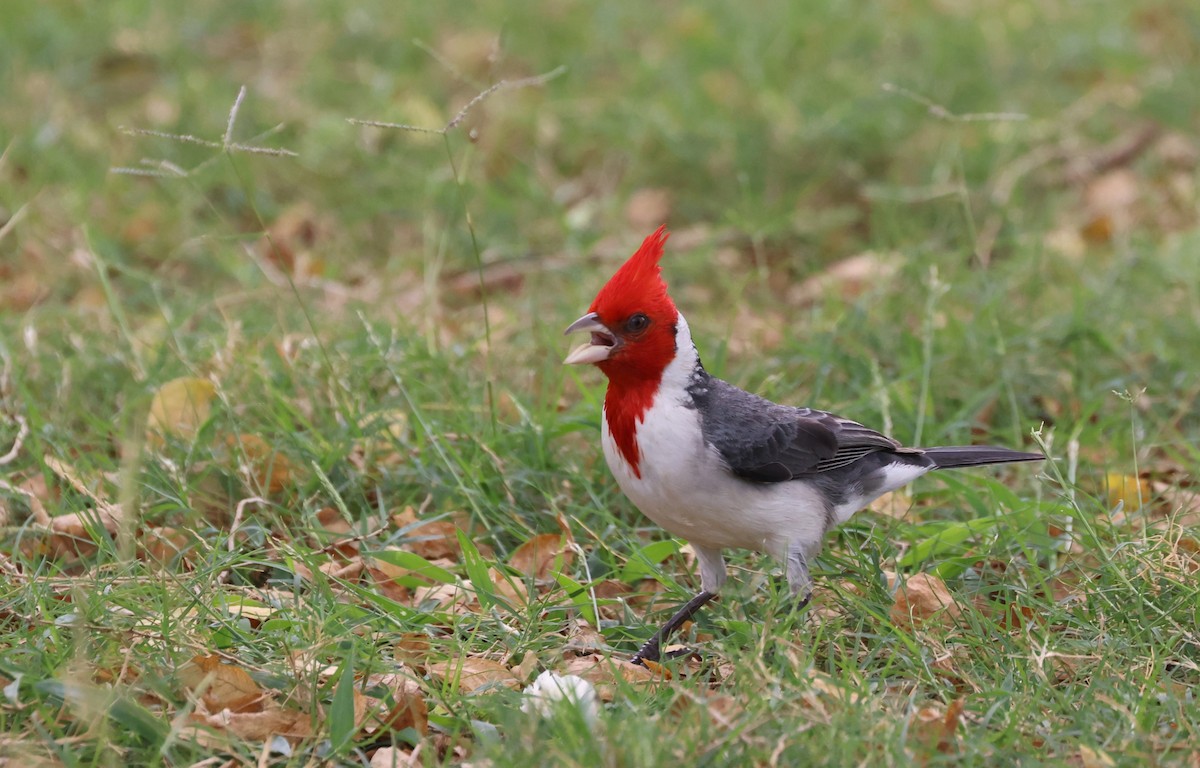 Red-crested Cardinal - ML619549897
