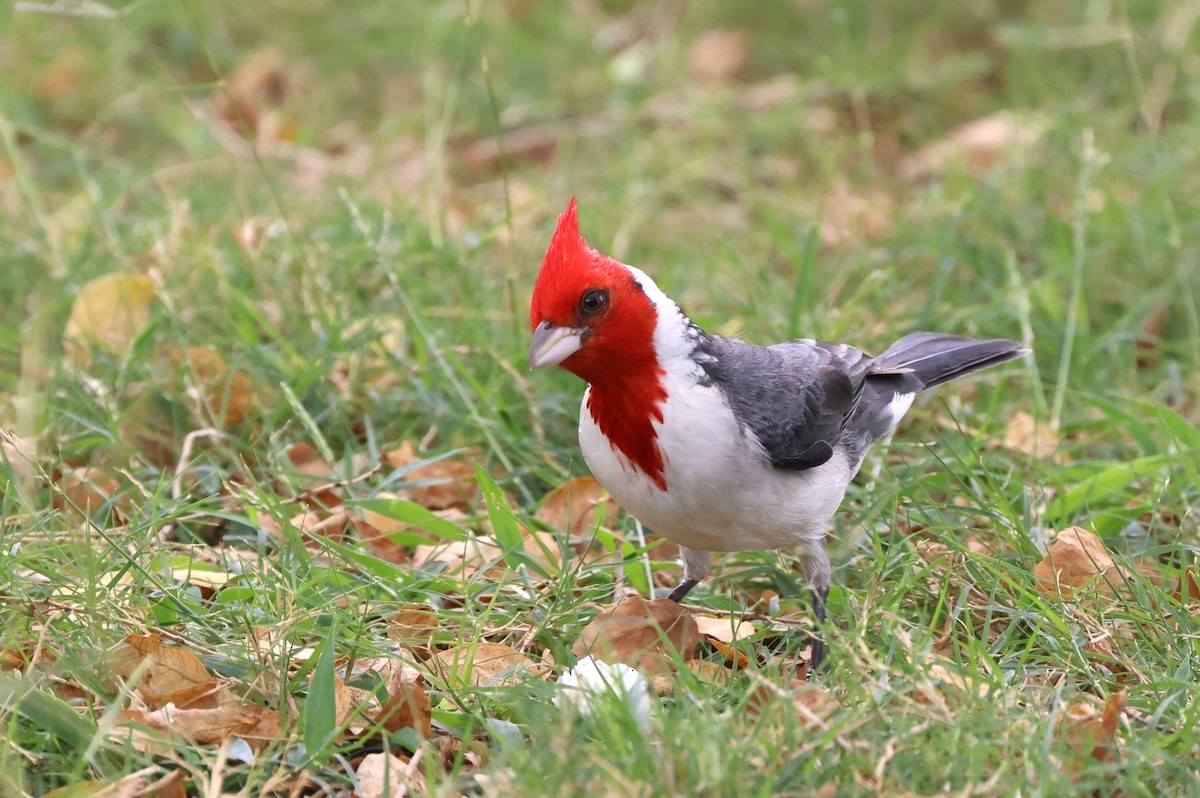 Red-crested Cardinal - ML619549898