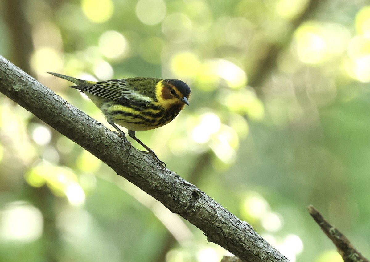 Cape May Warbler - ML619549905