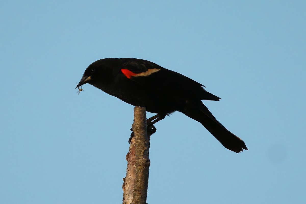 Red-winged Blackbird - ML619549918
