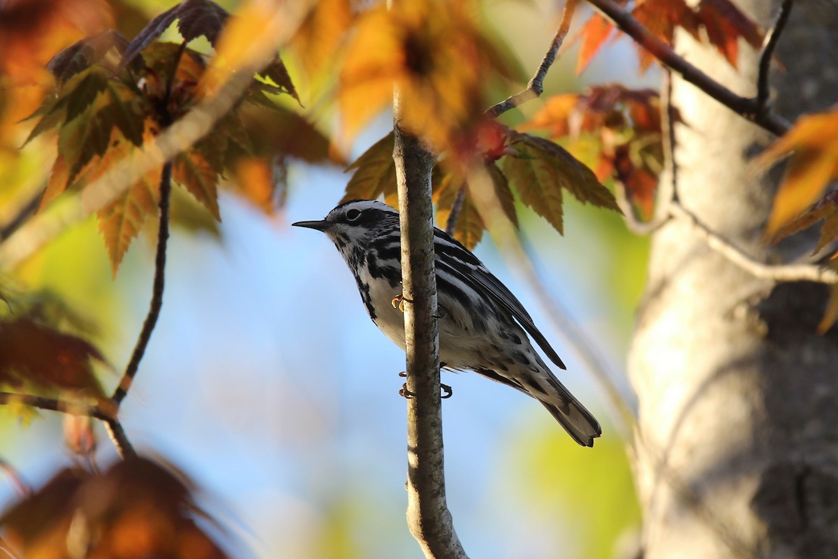 Black-and-white Warbler - ML619549925