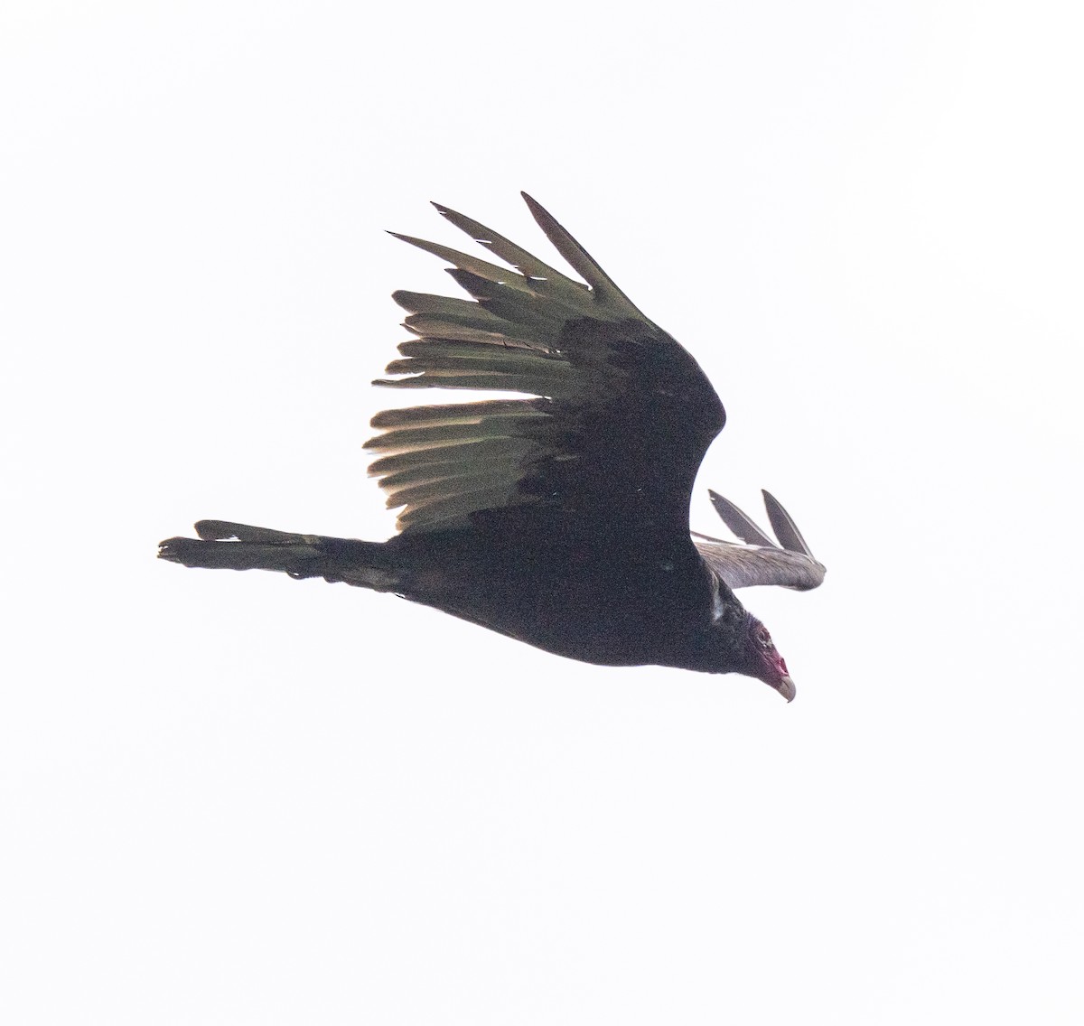Turkey Vulture - ML619549952