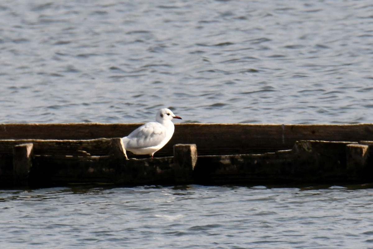 Mouette rieuse - ML619549955