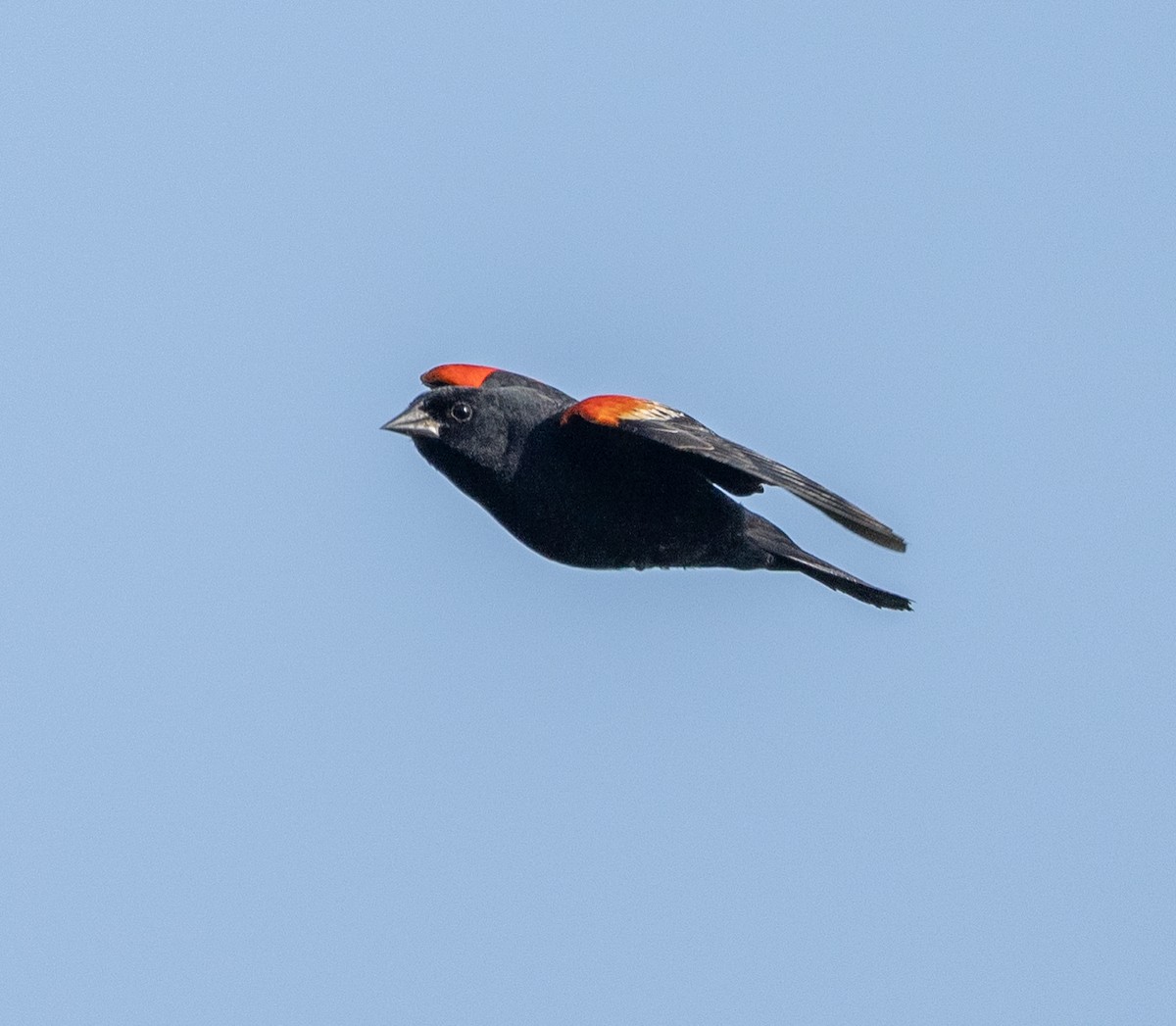 Red-winged Blackbird - ML619549958