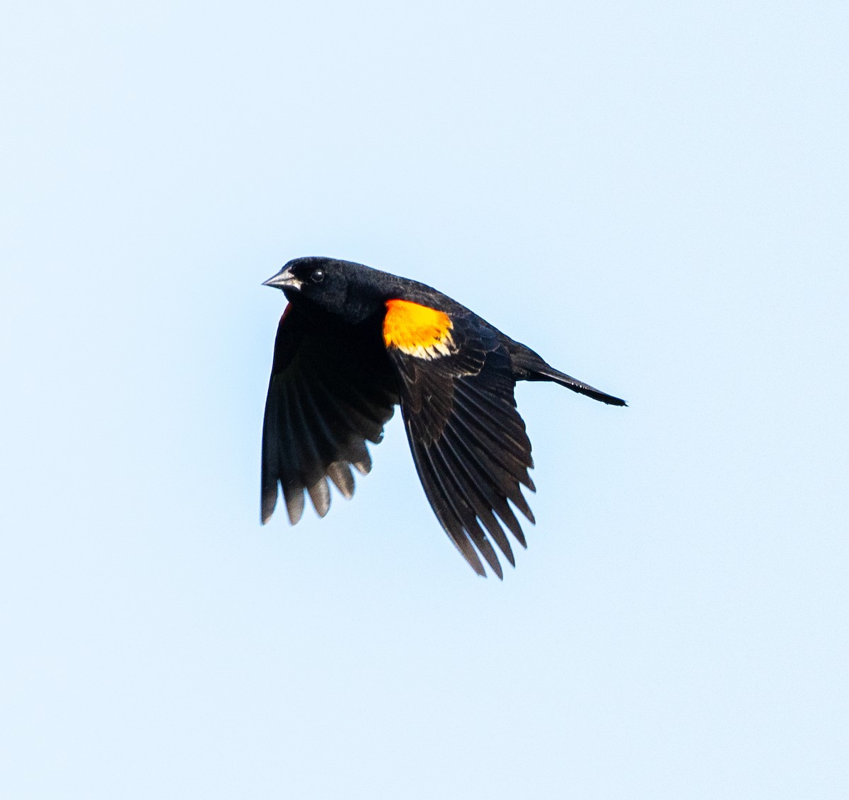 Red-winged Blackbird - ML619549961