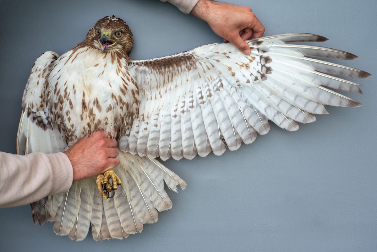 Red-tailed Hawk - ML619550039