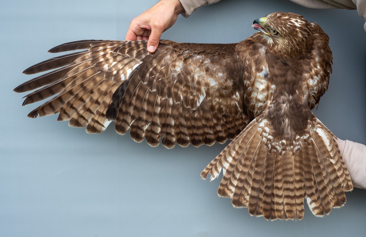 Red-tailed Hawk - ML619550043