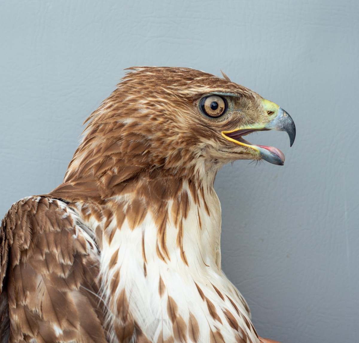 Red-tailed Hawk - ML619550044