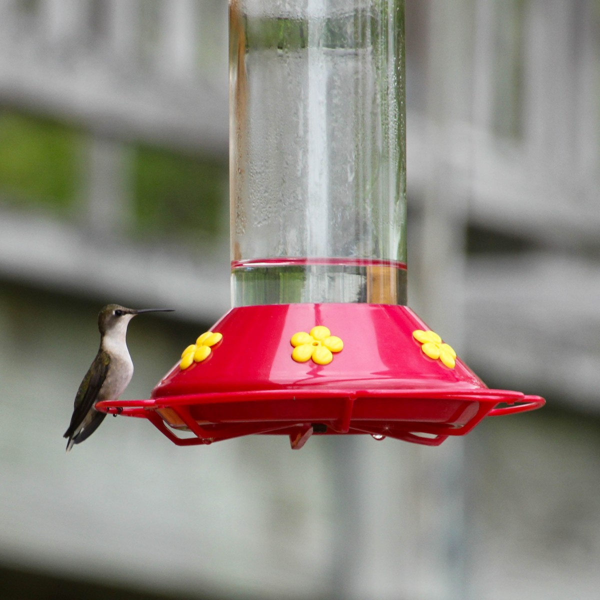 Ruby-throated Hummingbird - ML619550052