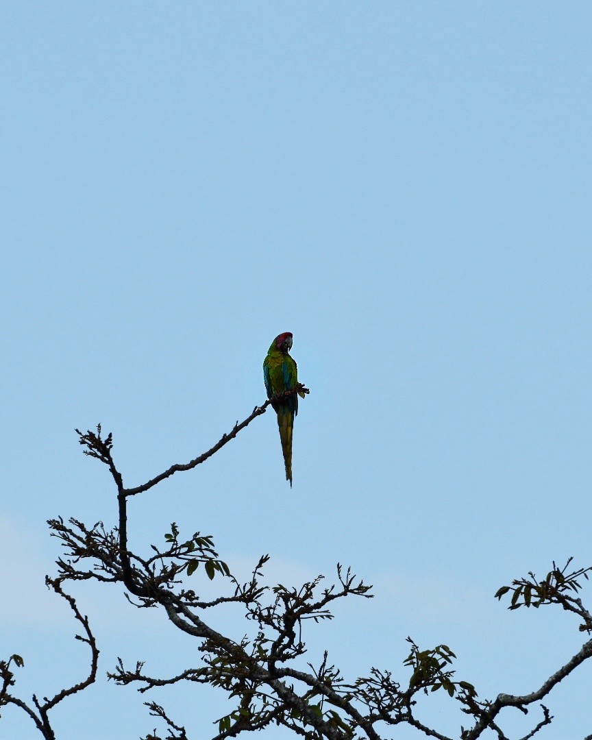 Great Green Macaw - ML619550054