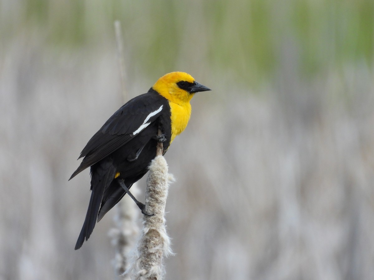 Yellow-headed Blackbird - ML619550060