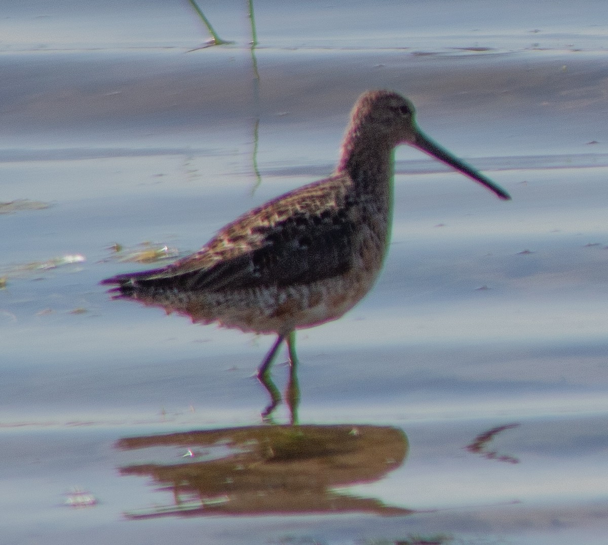 Long-billed Dowitcher - ML619550076