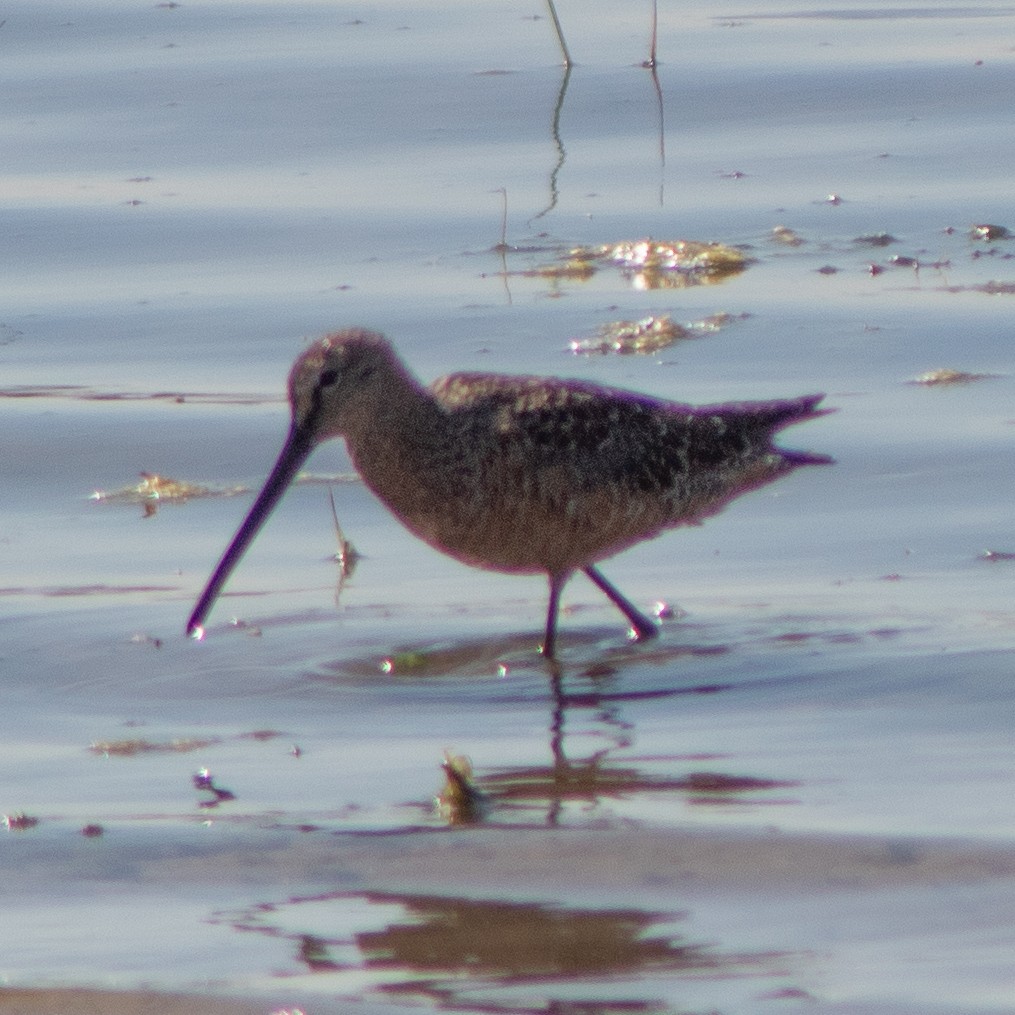 Long-billed Dowitcher - ML619550077