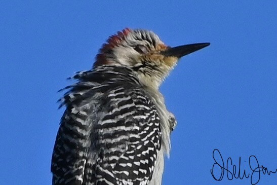 Red-bellied Woodpecker - ML619550138