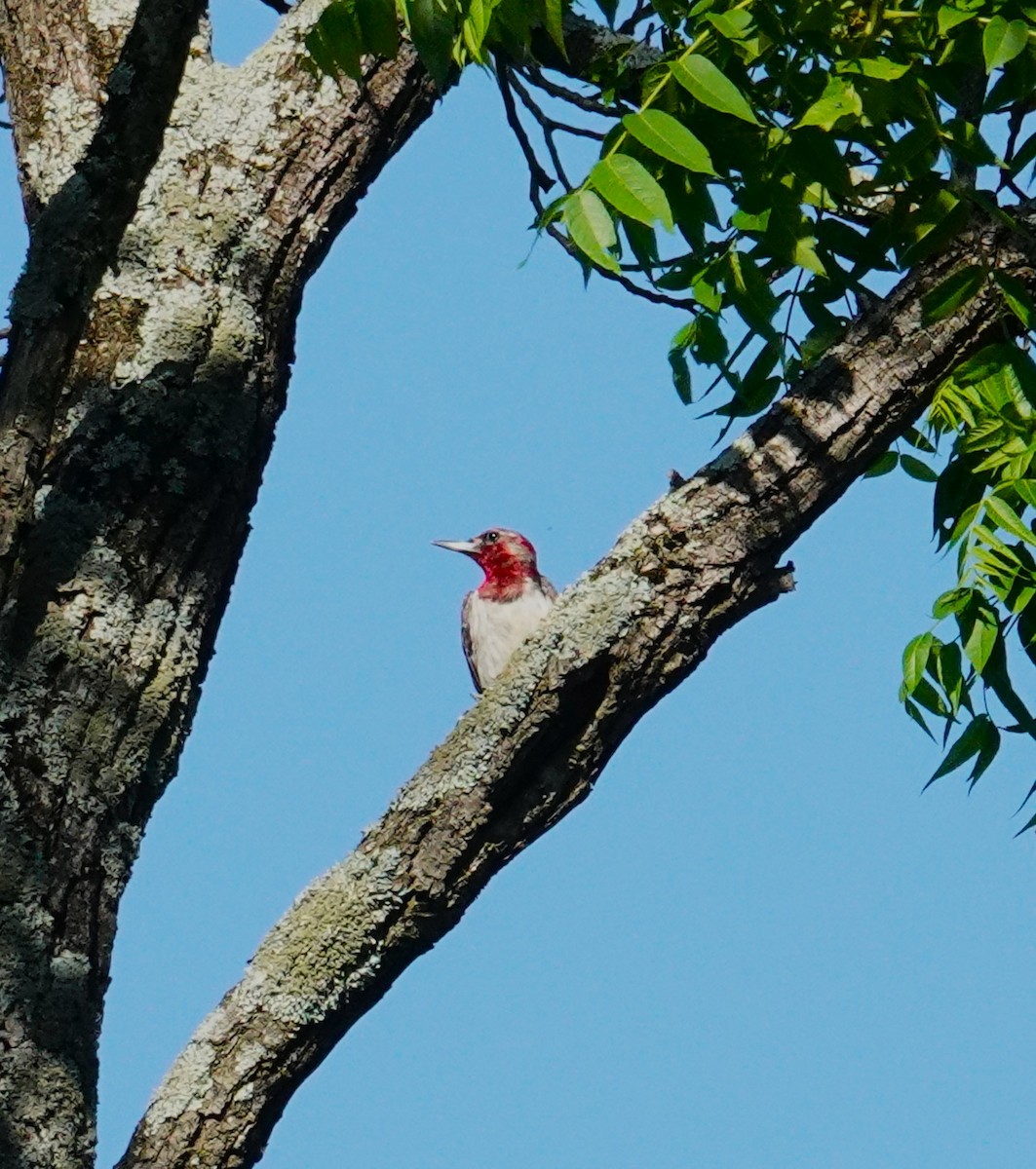 Red-headed Woodpecker - ML619550146