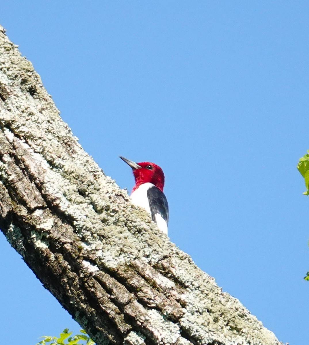 Red-headed Woodpecker - ML619550148