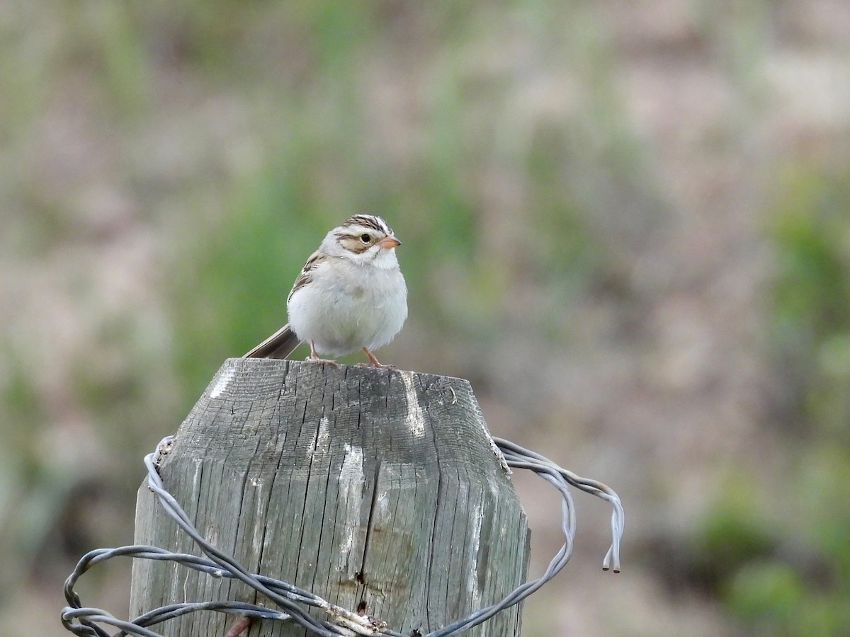 Clay-colored Sparrow - ML619550173