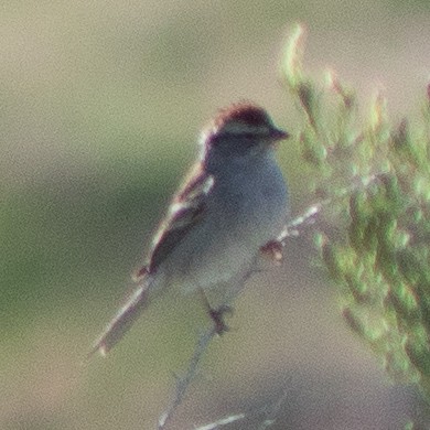 Chipping Sparrow - ML619550179