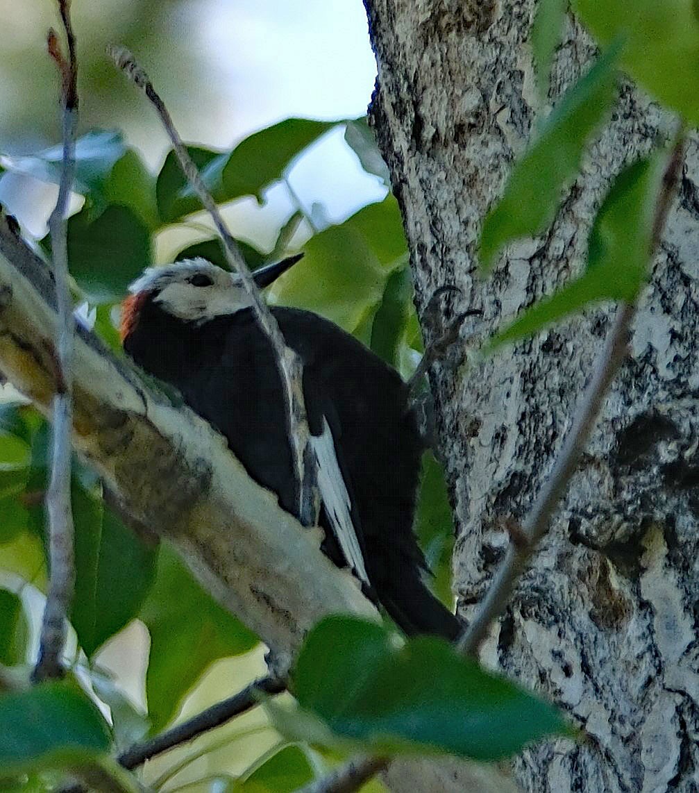 White-headed Woodpecker - ML619550206