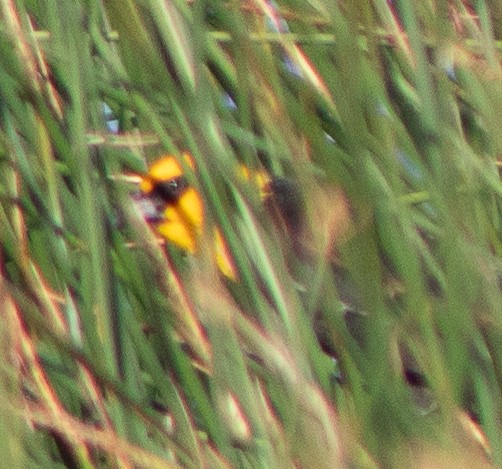 Yellow-headed Blackbird - ML619550220