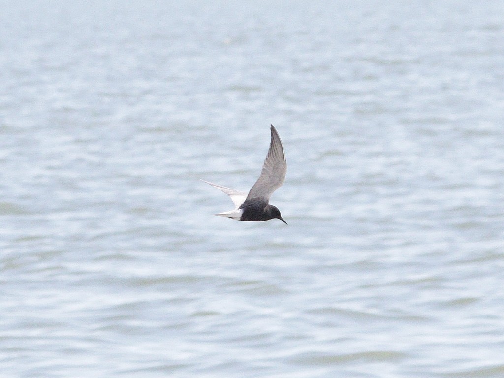 Black Tern - ML619550237