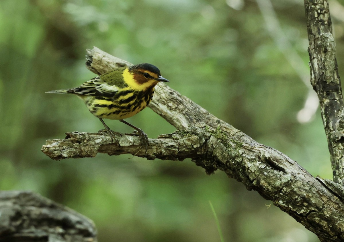 Cape May Warbler - ML619550242