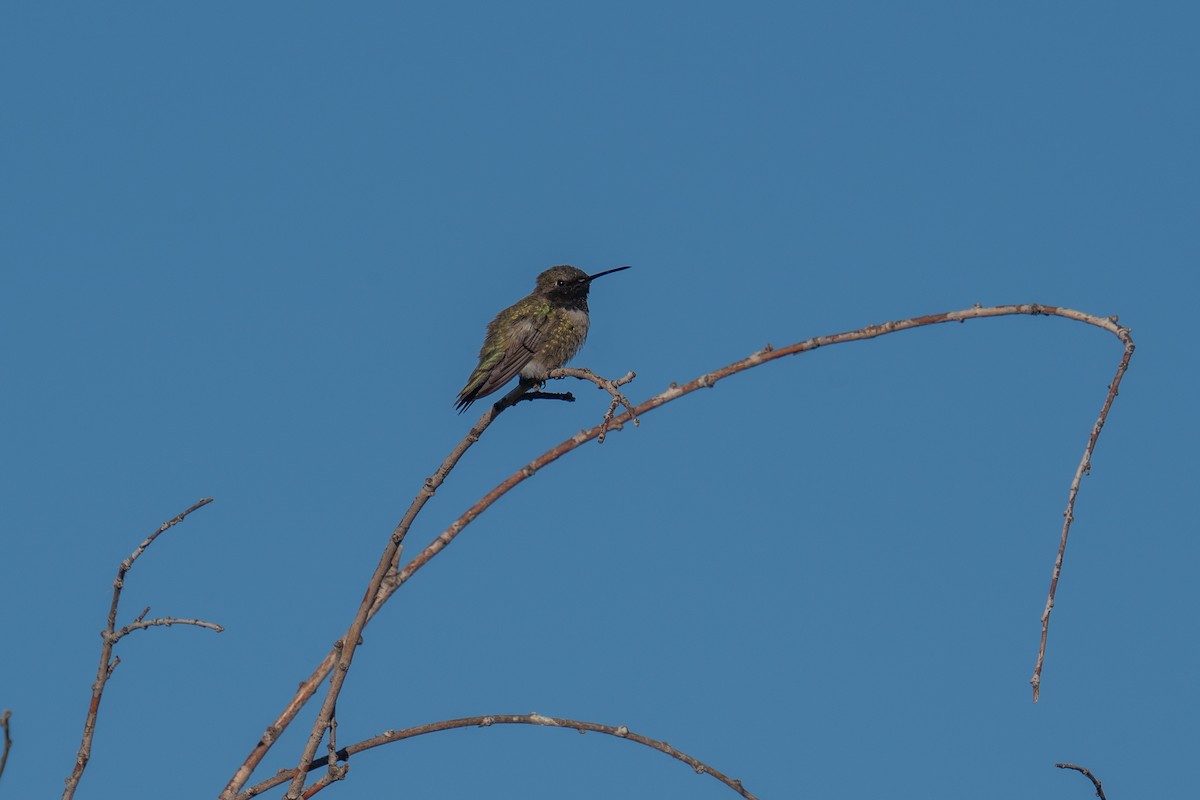 Black-chinned Hummingbird - ML619550247