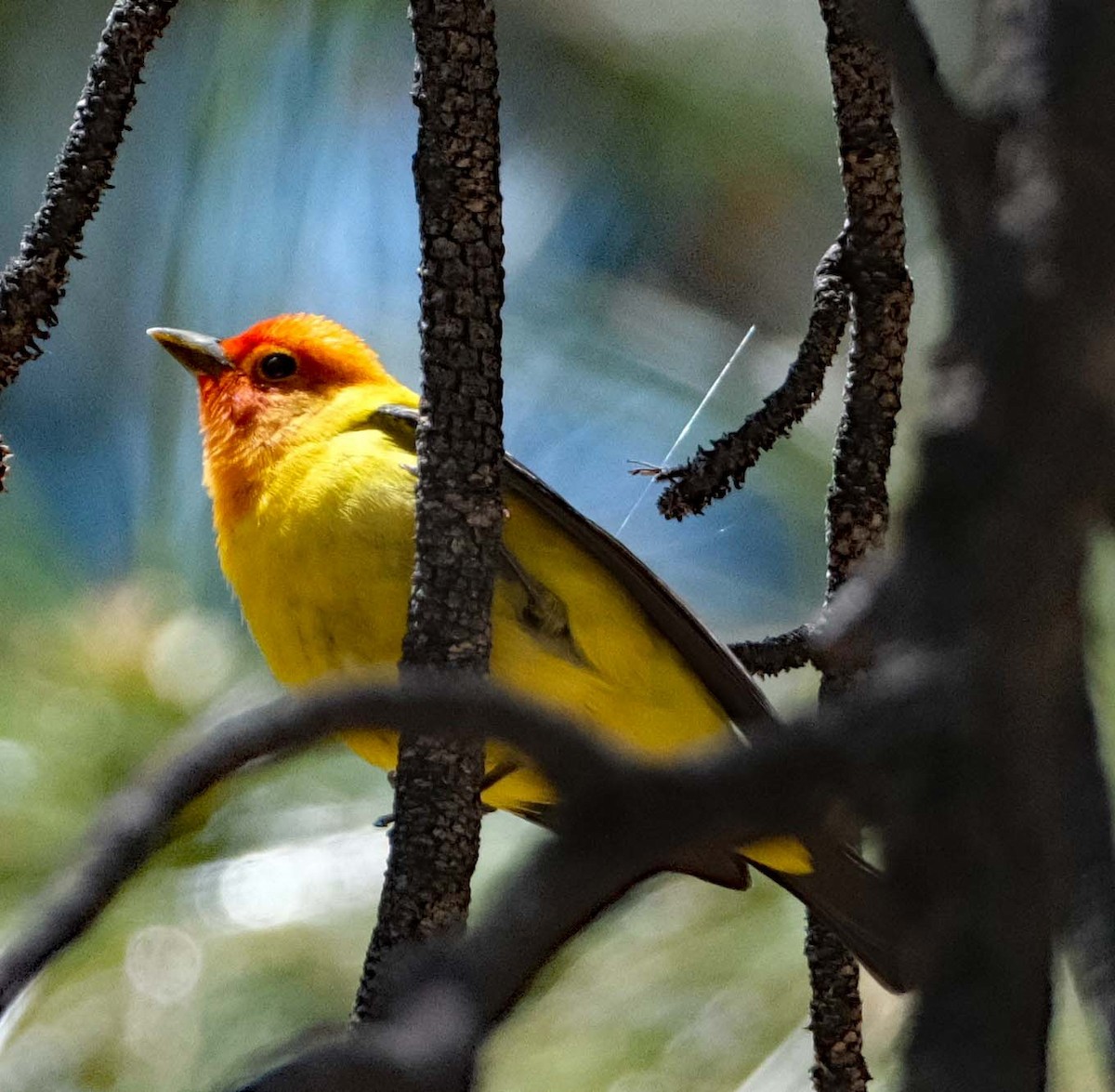 Western Tanager - ML619550248